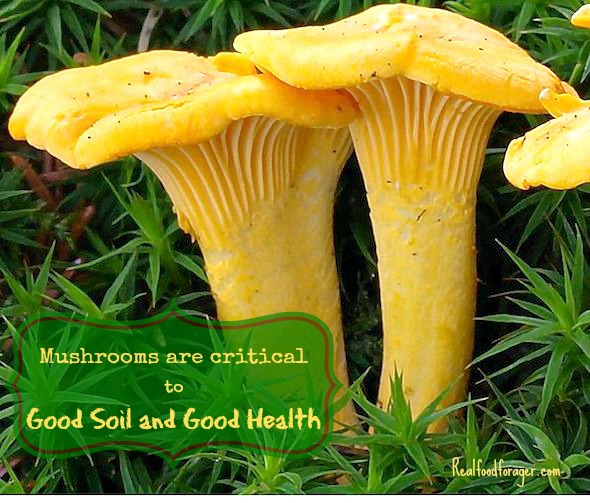 Post image for How Mushrooms are Critical to Good Soil and Good Health