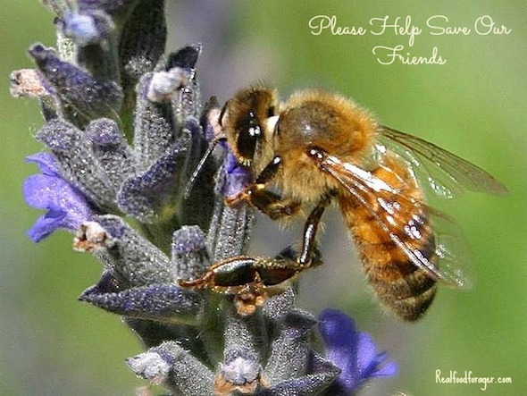 Post image for Tell EPA to Stop Killing Bees!