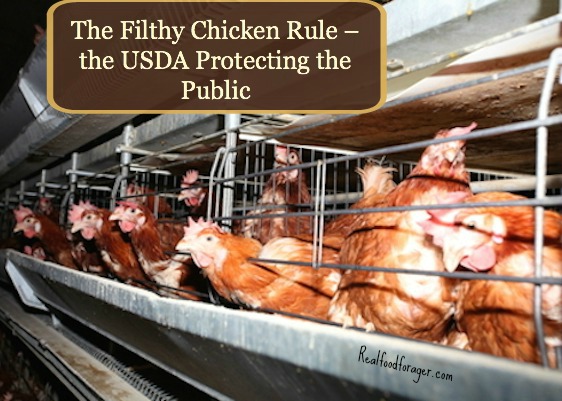 The Filthy Chicken Rule, What It Means to Our Food – and How To Protect Your Family post image