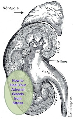 How to Heal Your Adrenal Glands from Stress post image