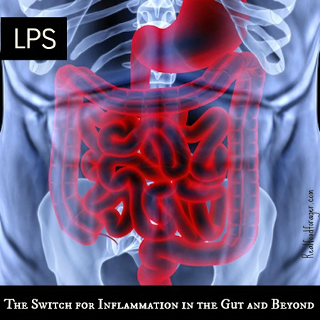 LPS: The Switch for Inflammation in the Gut and Beyond post image