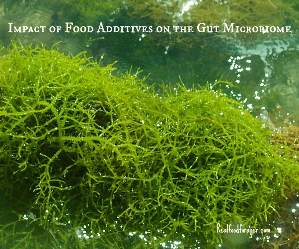 New Research: Impact of Food Additives on the Gut Microbiome post image