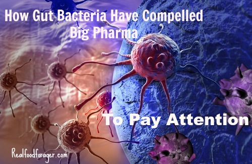 How Gut Bacteria Have Compelled Big Pharma to Pay Attention post image
