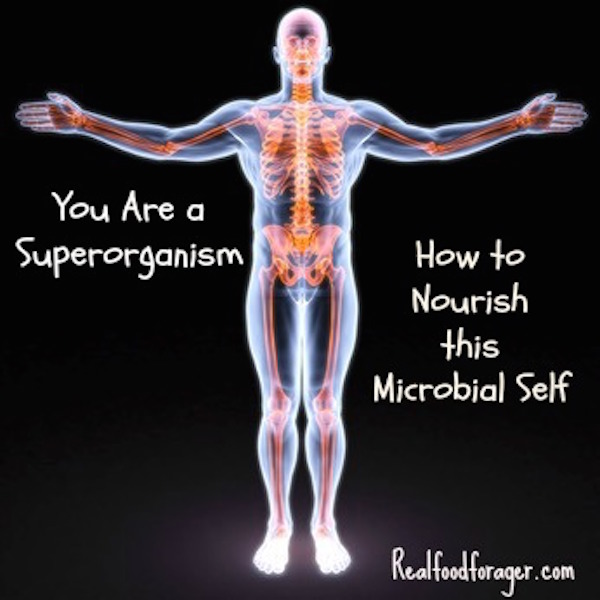 You Are a Superorganism – How to Nourish this Microbial Self post image