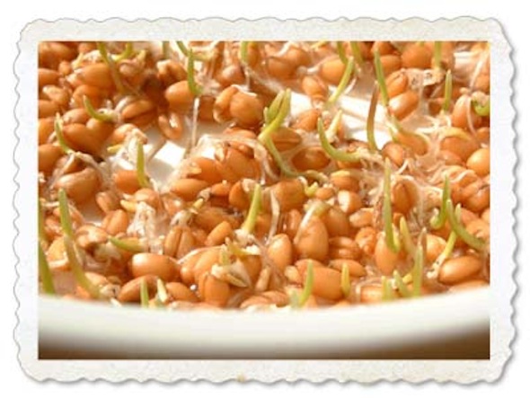 Healthy Whole Grains: Soaking, Sprouting and Sourdough post image