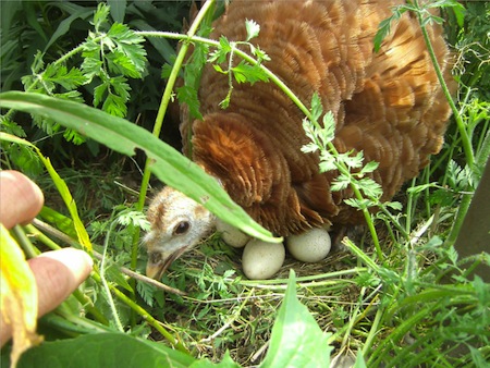 Bourbon Red Hen brooding her eggs, chickens on pasture, chicken with eggs