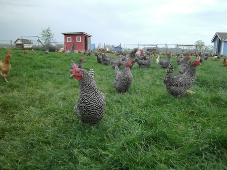 Barred Plymouth Rock Chickens on pasture, chickens on pasture