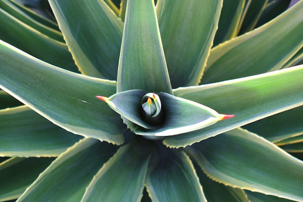 Why I NEVER Use Agave post image
