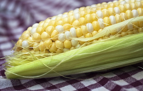 Why I would NEVER eat Conventional Corn post image