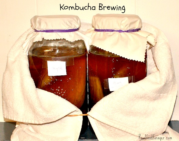 Recipe: Basic Kombucha post image