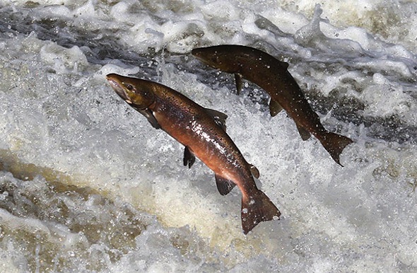 Guest Post: Salmon – Buy Wild Caught or Don’t Buy It At All post image