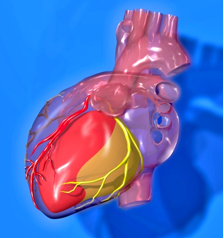 Heart, cardio vascular system