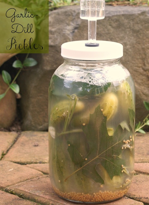 Recipe: Lacto-Fermented Garlic-Dill Pickles post image