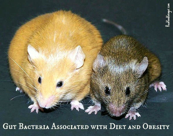 Gut Microbiota Associated with Diet and Obesity — But Which Diet is Correct? post image