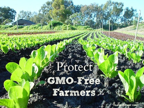 Tell USDA to Protect GMO-Free Producers – Your Comments are Needed Now! Deadline March 4! post image