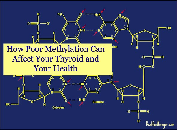 How Poor Methylation Can Affect Your Thyroid and Your Health post image