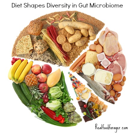 Diet Shapes Diversity in Gut Microbiome  – New Study! post image