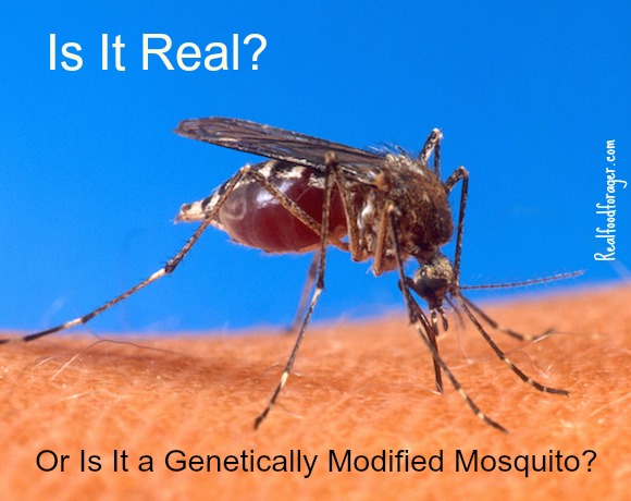 GMO Mosquitoes! What Will They Think of Next? post image