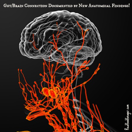 Gut/Brain Connection Documented by New Anatomical Findings! post image