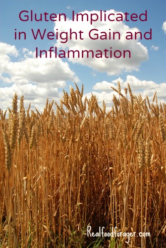 Gluten, Weight Gain, Inflammation