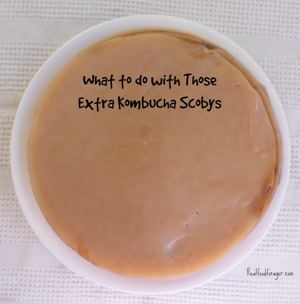 5 Uses for Those Ever-Growing Kombucha SCOBYs! post image