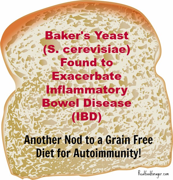 Baker’s Yeast (S. cerevisiae) Found to Exacerbate Inflammatory Bowel Disease (IBD) – Another Nod to a Grain Free Diet for Autoimmunity! post image