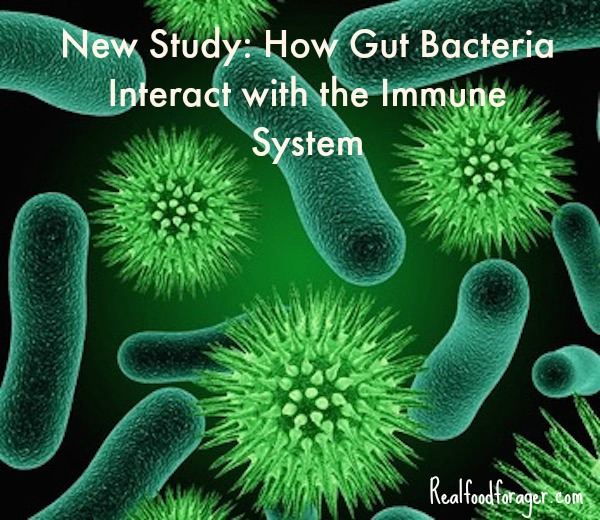 New Study: How Gut Bacteria Interact with the Immune System post image