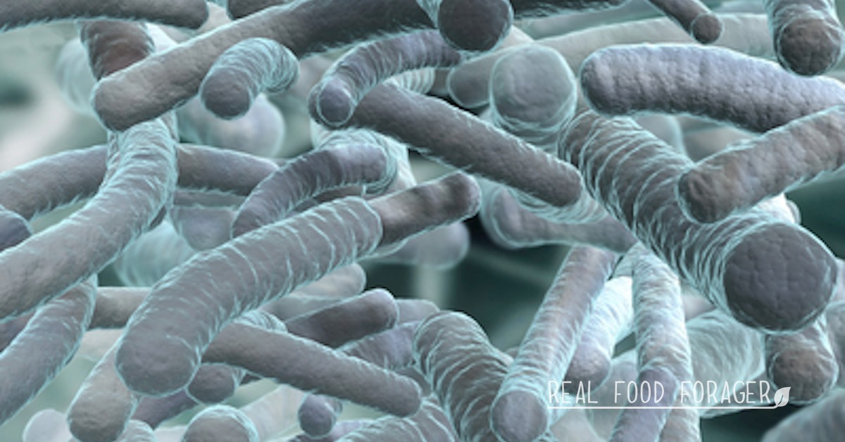 Gut Bacteria are Critically Important in Autoimmune Disease, gut bacteria, sutoimmunity
