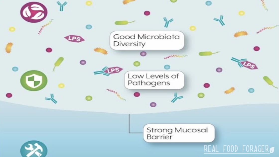 microbiome, leaky gut, gut health